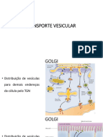 Transporte Vesicular