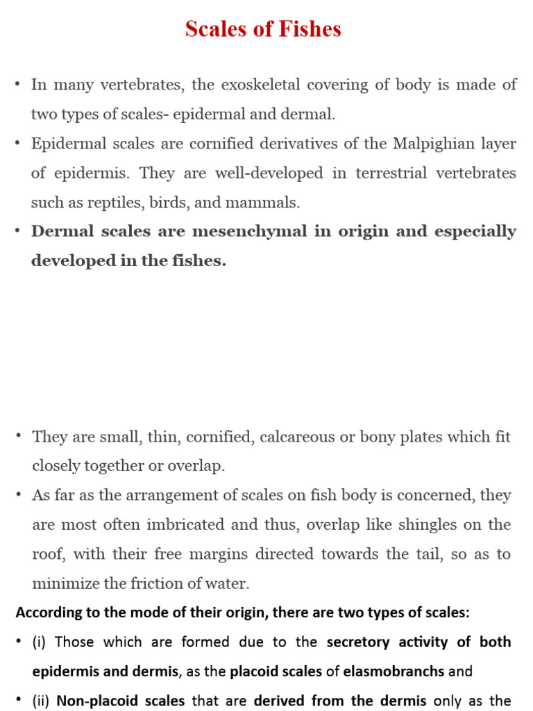 A&E Lab - Scales of Fishes | PDF | Fish
