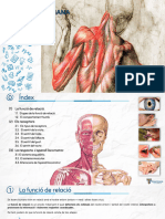 TEMA 4 (I) - La RelaciÃ³ Humana - Receptors i efectors