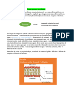 Trocas Gasosas Nas Plantas