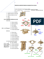 Roteiro de Anatomia 3