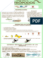 Infografía Artrópodos