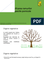 Clasificarea Ramurilor