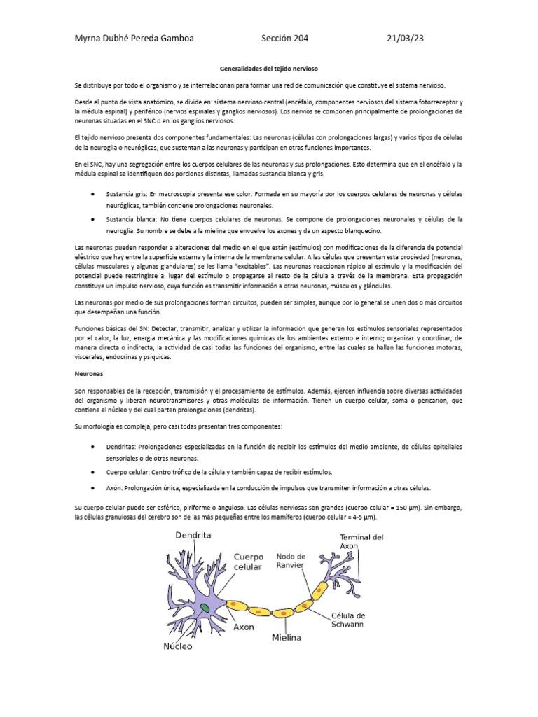Estructura y Función del Tejido Nervioso | PDF | Neurona | Sinapsis