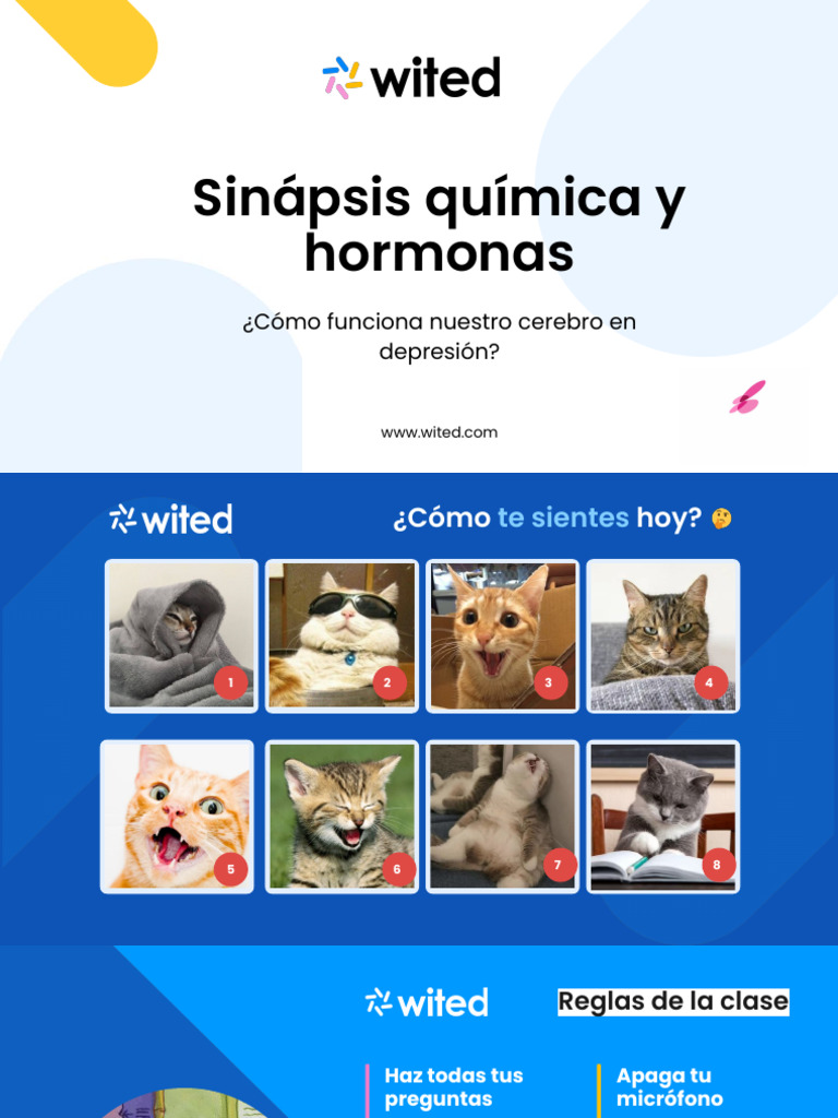 Ii Sinapsis Quimica Y Hormonas Como Funciona Nuestro Cerebro En