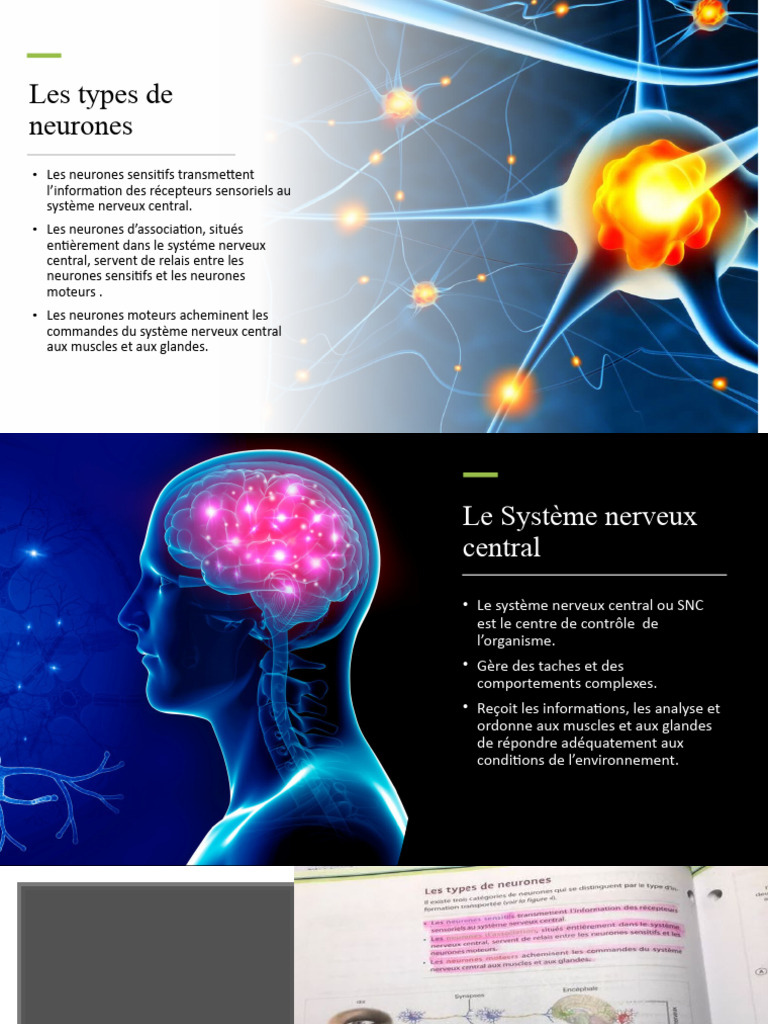 Structure et Fonction du Système Nerveux | PDF | Nerf | Système nerveux