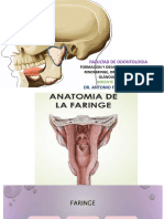 Embriologia Clasen13