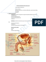 Aparato Reproductor Masculino