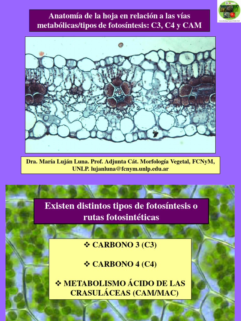Hoja C3-C4-CAM Parte 1 | PDF | Fotosíntesis | Metabolismo
