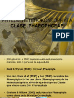 Hetreocontophyta Clase Phaeophyceae