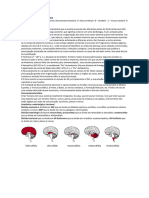 Neuroanatomia Completo