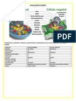 Celula Vegetal y Animal
