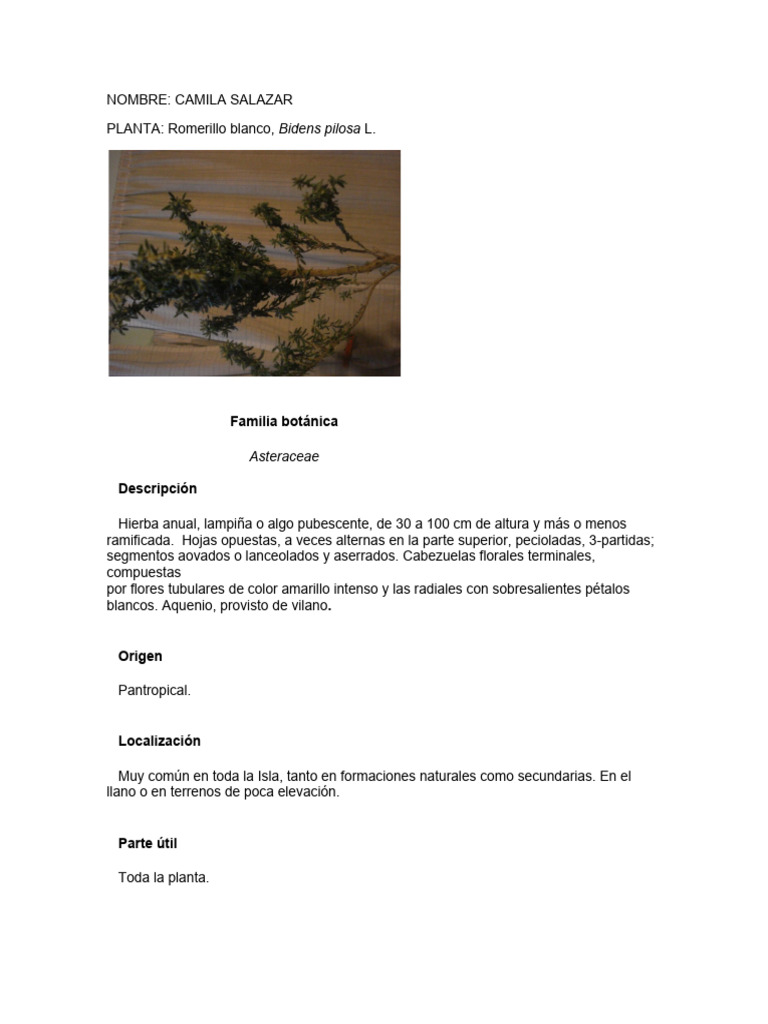 Propiedades y usos del Romerillo Blanco | PDF | Miel | Medicamentos con ...