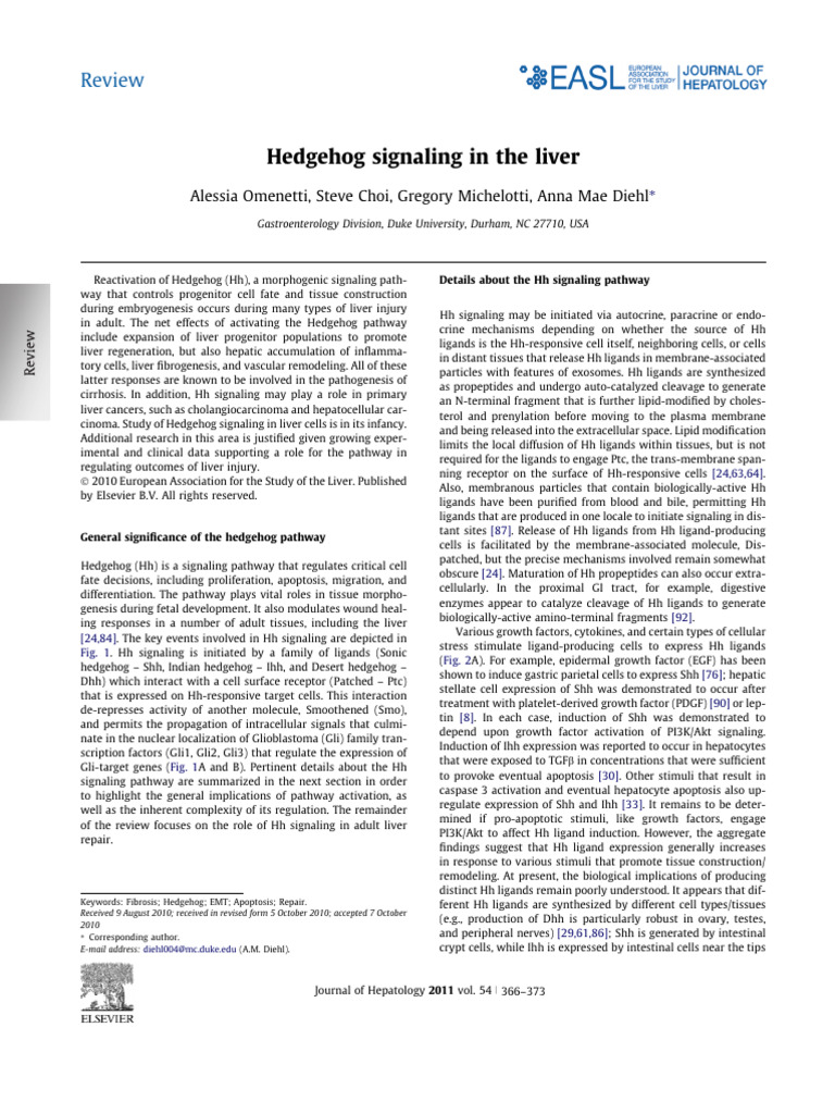 Hedgehog Signaling in Liver Injury | PDF | Cell Signaling | Liver