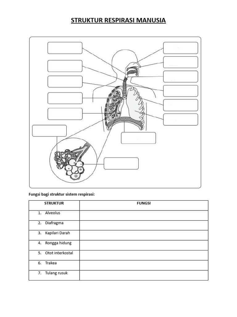 Struktur Respirasi Manusia-Bab 2 | PDF