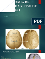 Anatomia de Bóveda y Piso de Cráneo