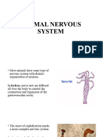 Animal Nervous System