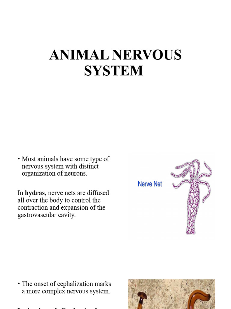 Overview of Animal Nervous Systems | PDF | Nervous System | Neuron