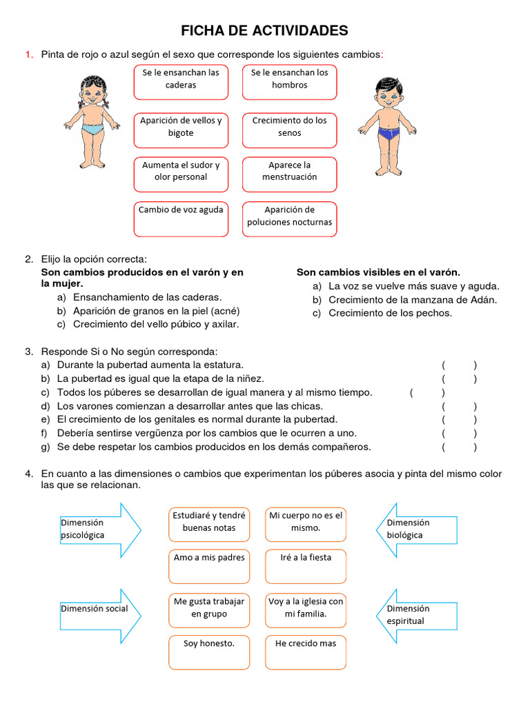 Hoja De Trabajo Para Comprender La Pubertad