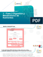 Fase 2 Digestión y Metabolismo de Nutrientes