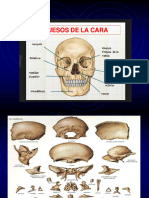 Huesos de La Cara