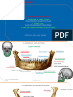 Osteologia de Cabeza Y Cuello