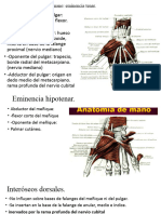 Musculos Inervaciones Mano