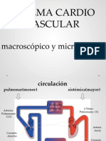 Sistema Cardiovascular Macro y Micro (1)