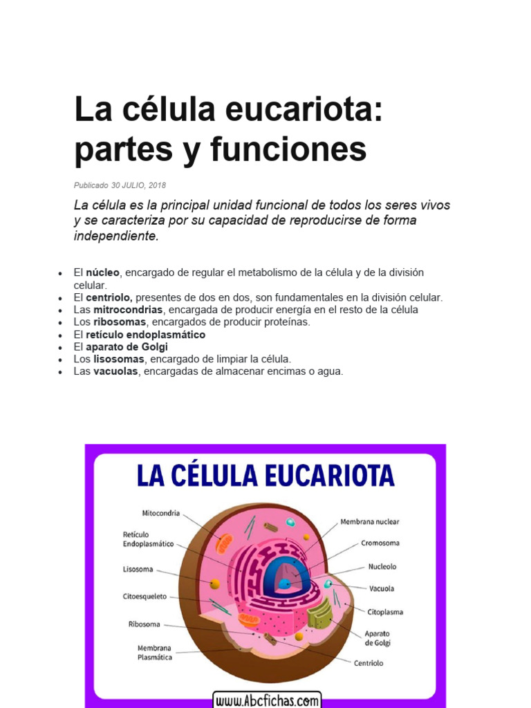 Partes y funciones de la célula eucariota | PDF | Ciencia y matemáticas