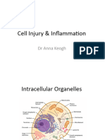 Lecture 2 Cell Injury and Inflammation