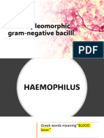 11Small Pleomorphic Gram Negative Bacilli