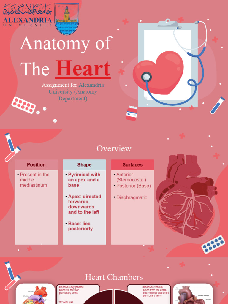 Anatomy visual data 8