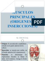 PRINCIPALES Musculos Paramedico