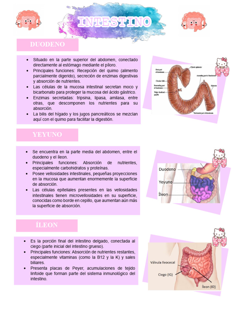 Funciones del Yeyuno e Íleon Intestinal | PDF | Digestión | Tracto ...