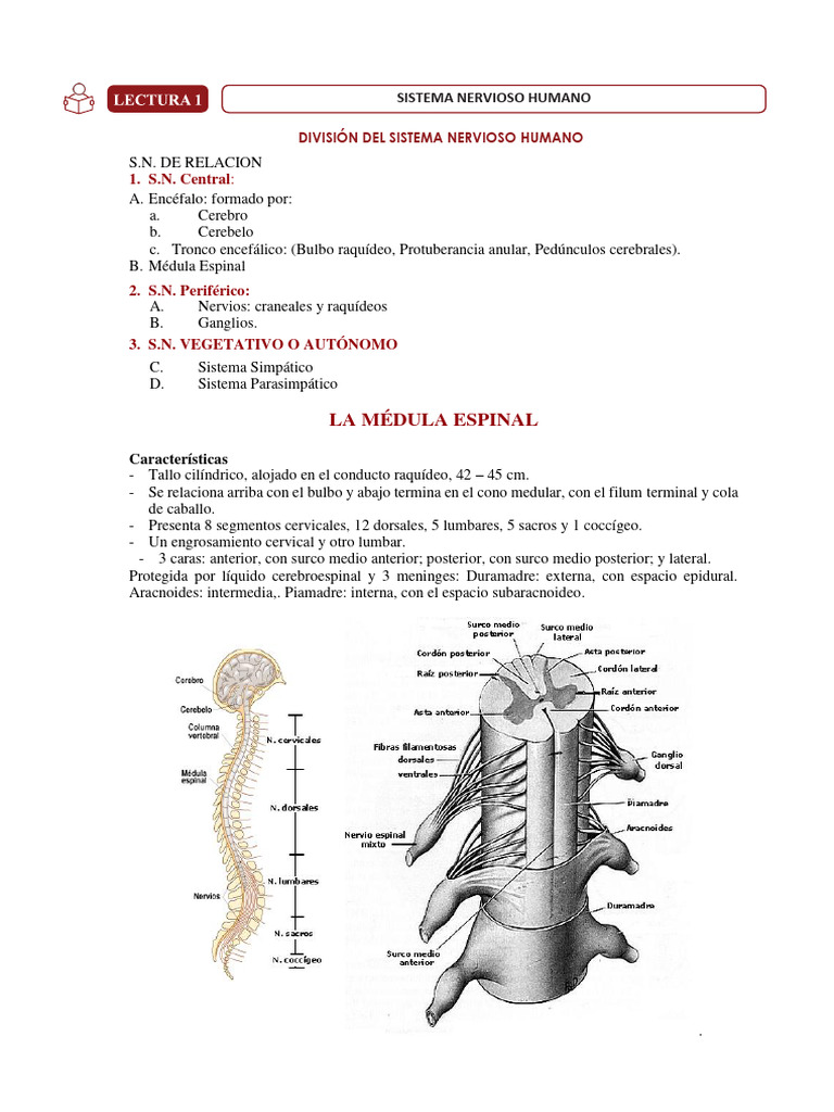 Estructura y Funciones del Sistema Nervioso | PDF | Médula espinal ...