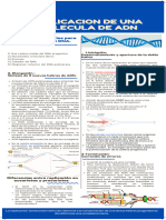 Replicacion de Una Molecula de Adn