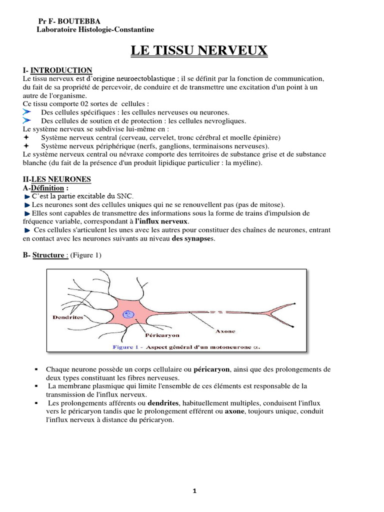 Fonctionnement et structure du tissu nerveux | PDF | Système nerveux ...