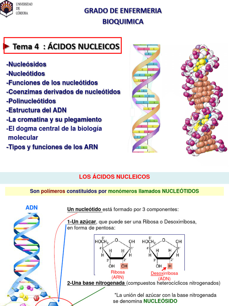 Estructura y Función de Ácidos Nucleicos | PDF | Rna | Adn
