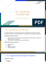 Aparato Excretor