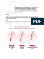 Fases Del Cabello