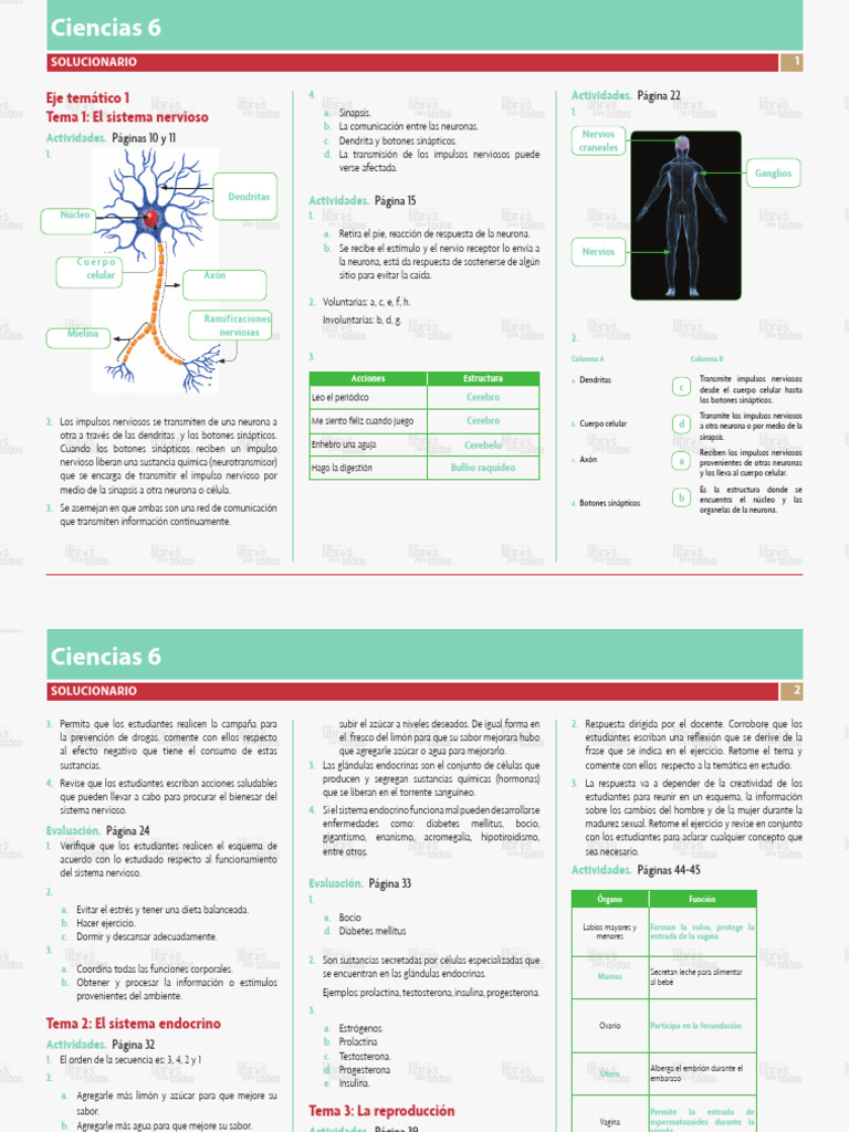 C6U1Solucionario 2018 | PDF | Sinapsis | Neurona