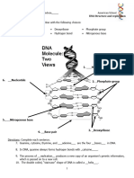 DNA Strucuture and Replication Worksheet (Short)