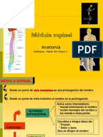 Médula Espinal y S.N. Periférico