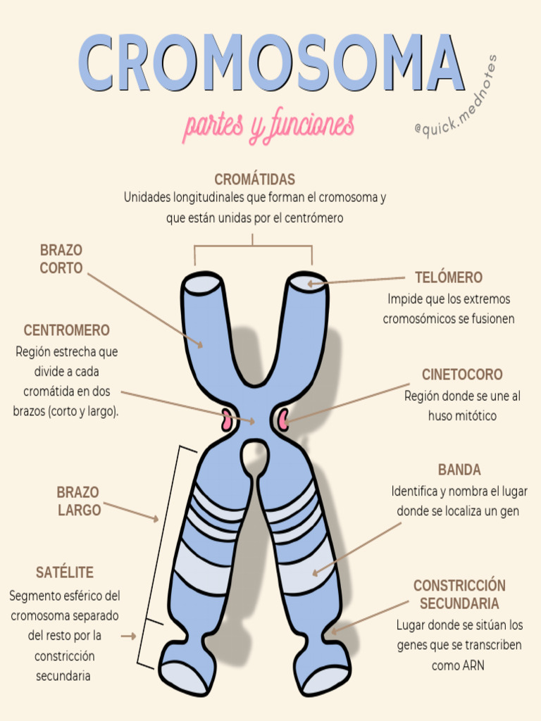 Partes del Cromosoma y Funciones | PDF, image size:768x1024