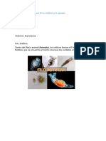 Clasificacion Taxonomica de Los Rotiferos