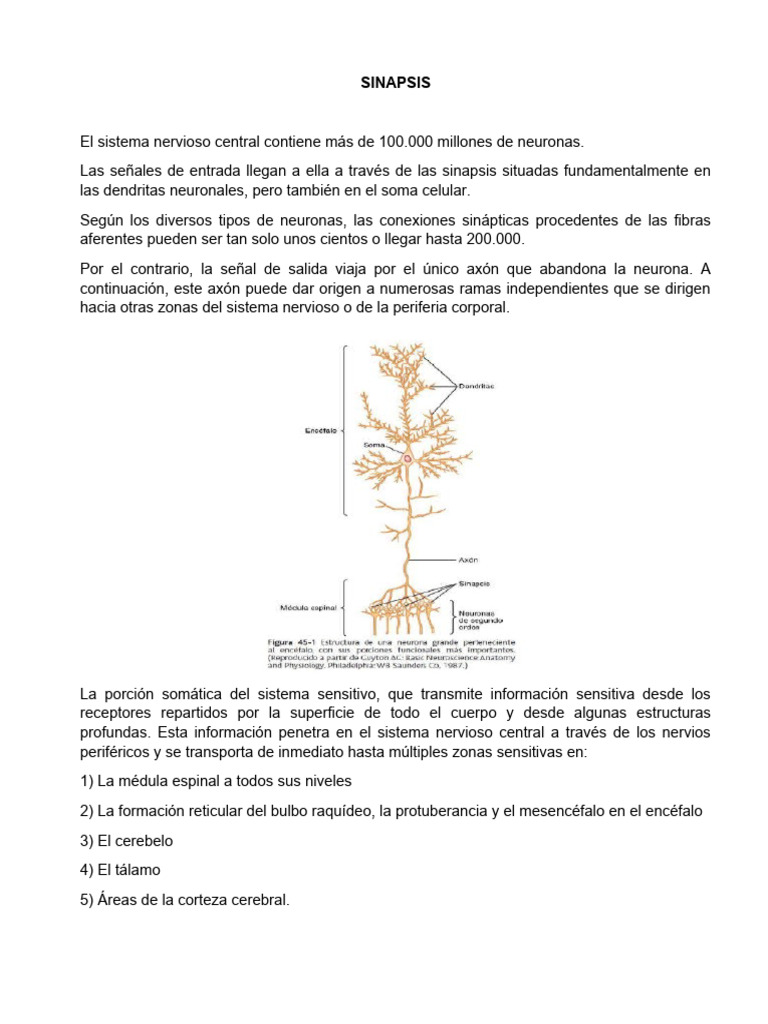 Anatomía y Función de la Sinapsis Neuronal | PDF | Sinapsis | Neurona