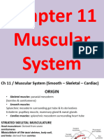 Muscular System-11 (Muhadharaty)