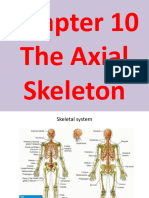 The Axial Skeleton-10 (Muhadharaty)
