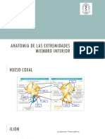 Miembro Inferior Anatomia PDF