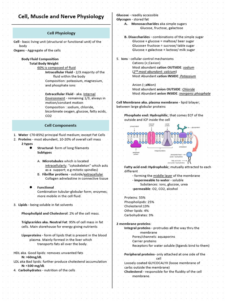 Cell, Muscle, and Nerve Physiology Overview | PDF | Cell Membrane ...